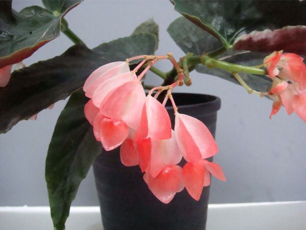 B. ‘Versailles-n-Bara’